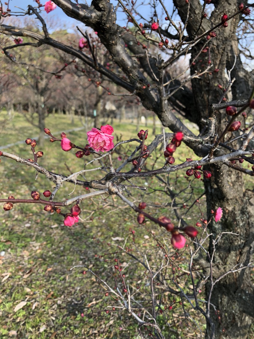 梅のお花が咲いた♪*