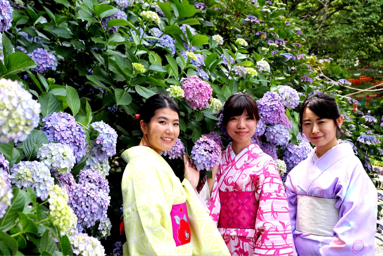高幡不動のアジサイ♡