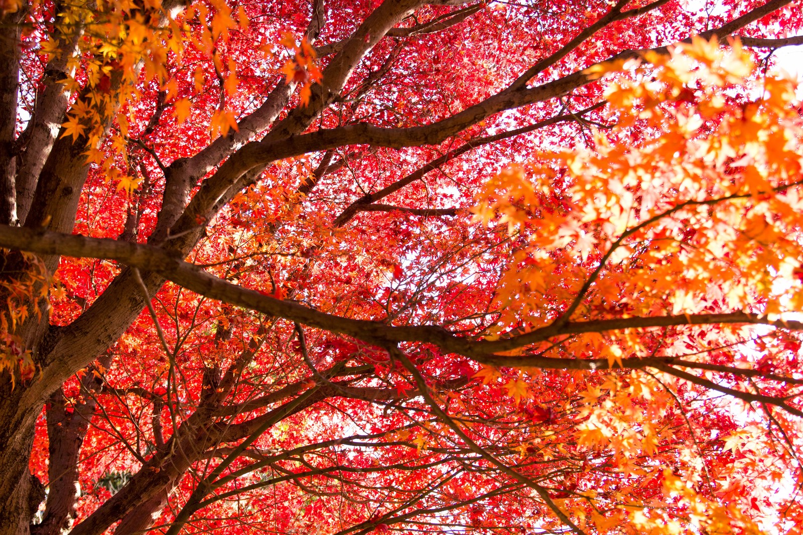 着物×紅葉で彼のハートも赤く染めちゃおう。 インスタ映えする都内の紅葉スポット【２０１９】