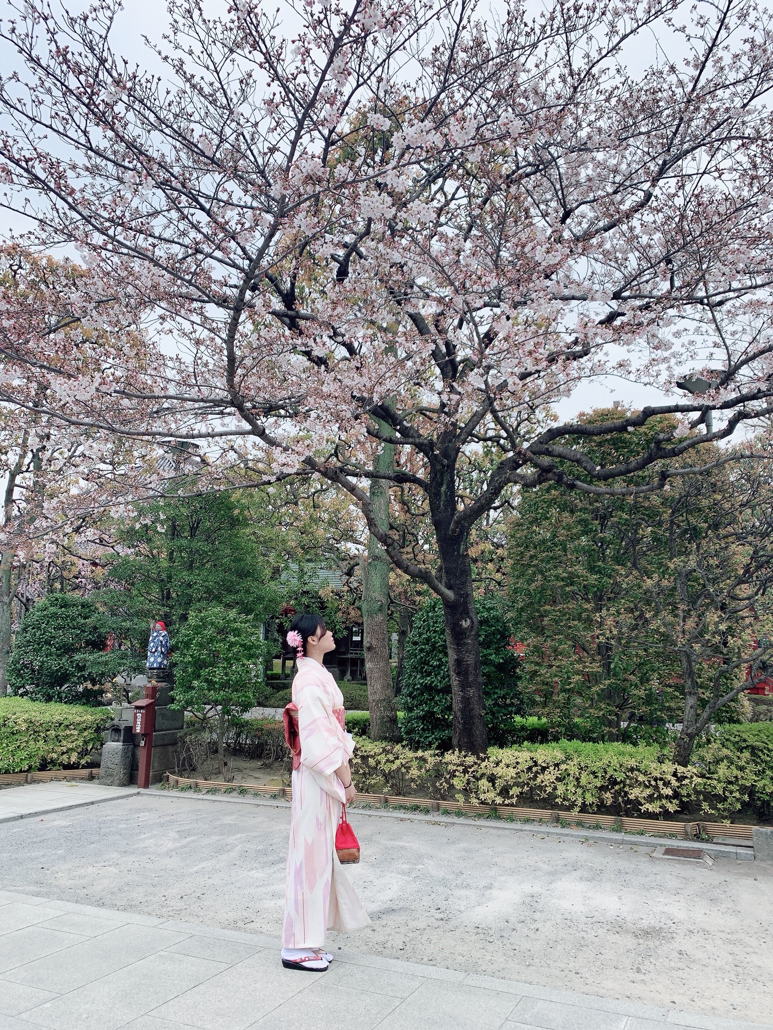 桜が見頃になりましたよ(*≧∀≦*)