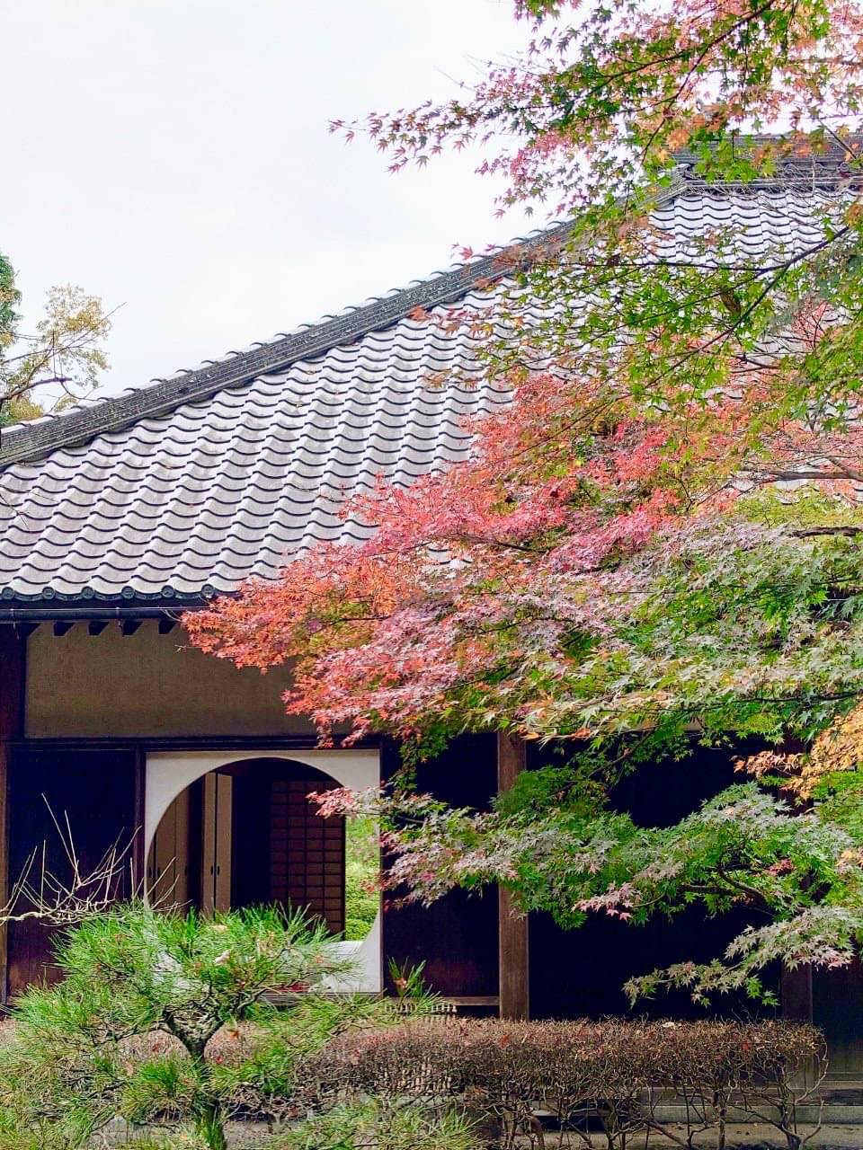 鎌倉紅葉×着物 〜明月院〜