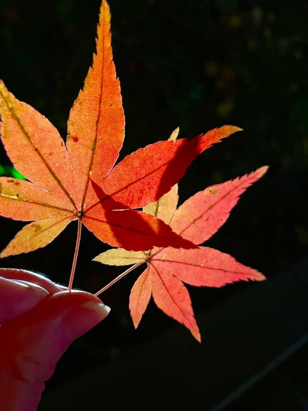 鎌倉紅葉×着物 〜長谷寺ライトアップ〜