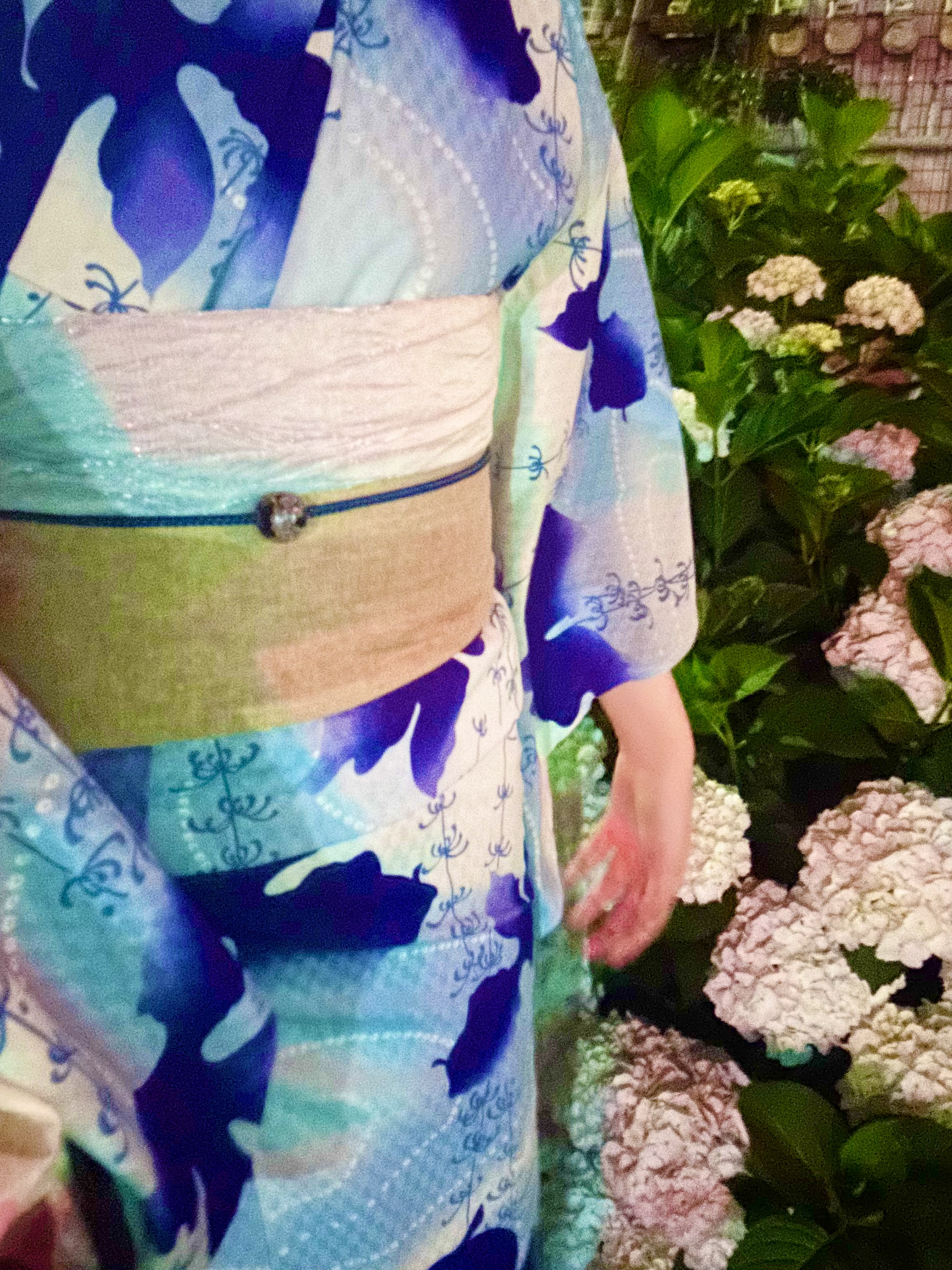 紫陽花シーズン到来!