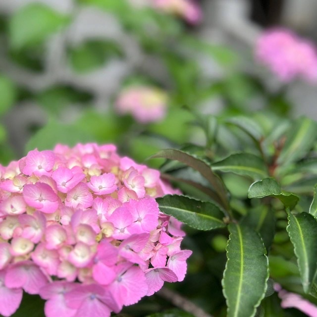 •*¨*•.¸¸☆*・゚紫陽花•*¨*•.¸¸☆