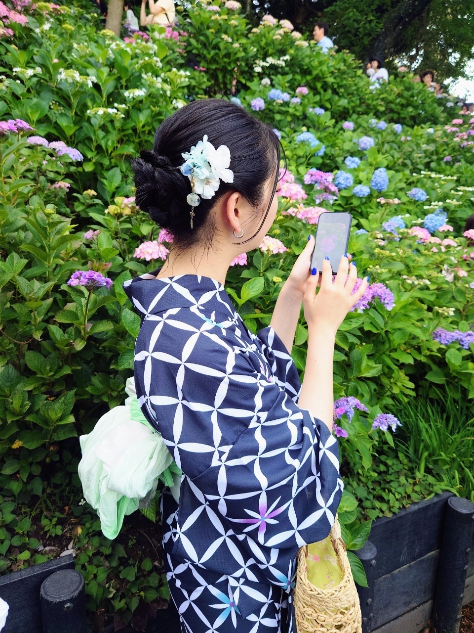 紫陽花シーズン到来!vol.7
