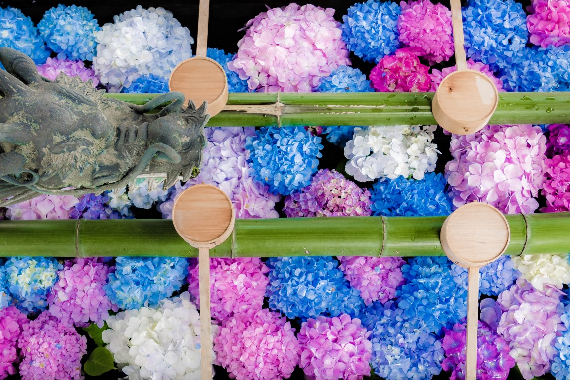 あじさい祭をレンタル着物・浴衣で楽しむ！浅草散策と一緒に楽しむポイントも紹介